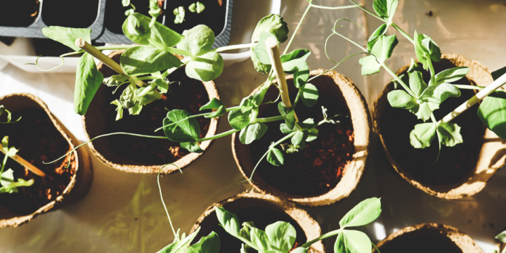 Values, The Commons, + Our Garden