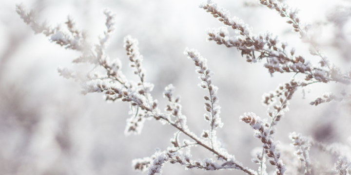 Embracing Winter: Bold Dreams Amid a Season of Rest