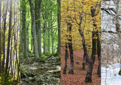 Seasonal Rhythms & Seasonal Planning