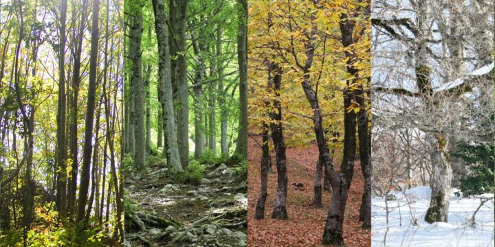 Seasonal Rhythms & Seasonal Planning